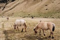 The Icelandic horse is a breed of horse grown in Iceland. Horses graze in a meadow with dry grass. The herd walks freely Royalty Free Stock Photo