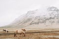 Three horses pinch grass in the field, against the backdrop of snow-capped mountains. The Icelandic horse is a breed of Royalty Free Stock Photo
