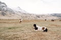 The Icelandic horse is a breed of horse grown in Iceland. the horse lay down to rest on the grass, against the Royalty Free Stock Photo