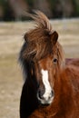 Icelandic horse brown mare