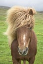 Icelandic Horse