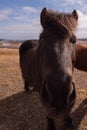 Icelandic horse close up