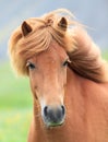 Icelandic horse Royalty Free Stock Photo