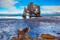 Icelandic horse on the coastal shelf Royalty Free Stock Photo