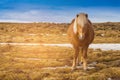 Icelandic horse on dry glass on ground