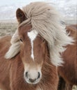 Icelandic Horse (Equus ferus caballus) closeup, staring at camera.