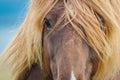 Icelandic horse eyes and hair. Royalty Free Stock Photo