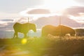 Icelandic Horse family with lens flare Royalty Free Stock Photo