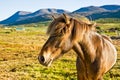 Icelandic horse in a farm late evening. Royalty Free Stock Photo