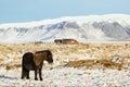 Icelandic Horse On A Farm In The Snow