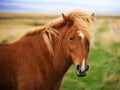 Icelandic horse Royalty Free Stock Photo