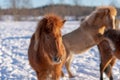 Icelandic horse foals playing in winter Royalty Free Stock Photo