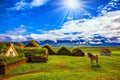 Icelandic horse grazes on a lawn