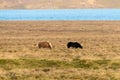 Icelandic horse grazing on natural meadow in northern Iceland Royalty Free Stock Photo