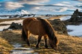 Icelandic Horse grazing in paddock Royalty Free Stock Photo