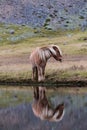 Icelandic horse grazing wild Iceland