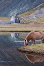 Icelandic horse grazing wild Iceland Royalty Free Stock Photo