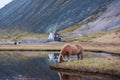 Icelandic horse grazing wild Iceland Royalty Free Stock Photo