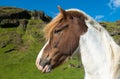 Icelandic horse on a green meadow, Iceland Royalty Free Stock Photo