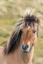 Icelandic horse - Grundarfjordur - Iceland