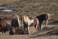 Herd of Icelandic Horses Standing in a Field Together Royalty Free Stock Photo