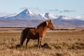 Icelandic Horse Royalty Free Stock Photo