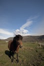 Icelandic horse III