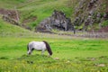 Icelandic horse (islenski hesturinn) grazing itself in the green landscape of Iceland Royalty Free Stock Photo