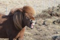 Icelandic Horse Laughing in a Funny Way Royalty Free Stock Photo