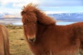 An Icelandic horse looking at the viewer in front of snow covered mountains and a lake