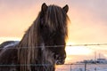 Icelandic horse looks to a camera as a model. Go explore Vikings land in wintertime. Iceland, Europe Royalty Free Stock Photo