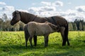Icelandic horse mare feeding her young foal Royalty Free Stock Photo