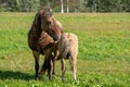 Icelandic horse mare feeding her young foal in sunlight Royalty Free Stock Photo