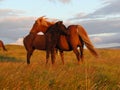 Icelandic horse - mare and foal