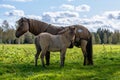 Icelandic horse mare and her her young foal in a green summer pasture Royalty Free Stock Photo