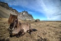 Icelandic Horse Near The Black Sand Beach Royalty Free Stock Photo