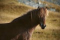 Icelandic horse in East Iceland Royalty Free Stock Photo