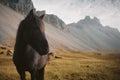 Icelandic horse in East Iceland Royalty Free Stock Photo