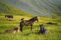 Icelandic horse near Vestrahorn mountain Royalty Free Stock Photo