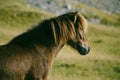 Icelandic horse near Vestrahorn mountain Royalty Free Stock Photo