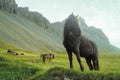 Icelandic horse near Vestrahorn mountain Royalty Free Stock Photo