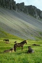 Icelandic horse near Vestrahorn mountain Royalty Free Stock Photo