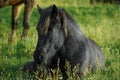 Icelandic horse near Vestrahorn mountain Royalty Free Stock Photo