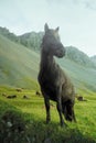 Icelandic horse near Vestrahorn mountain, Iceland Royalty Free Stock Photo