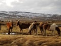 Icelandic Horse outside Reykjavik, iceland