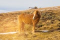 Icelandic horse over dry glass on hill slope