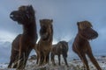 Icelandic Horse in paddock Royalty Free Stock Photo