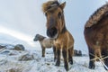 Icelandic Horse in paddock Royalty Free Stock Photo