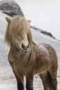 Icelandic Horse in paddock Royalty Free Stock Photo