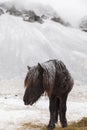 Icelandic Horse in paddock Royalty Free Stock Photo